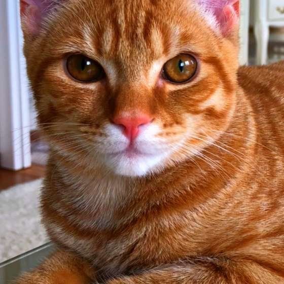 スコティッシュフォールドのフェルゼンくん