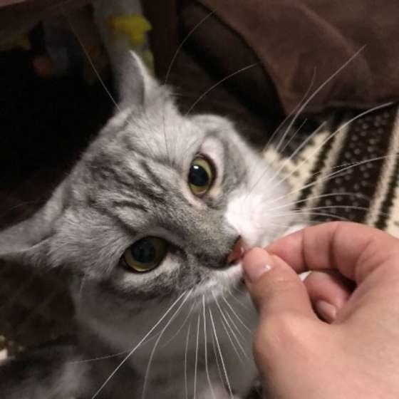 おやつを食べるマンチカン