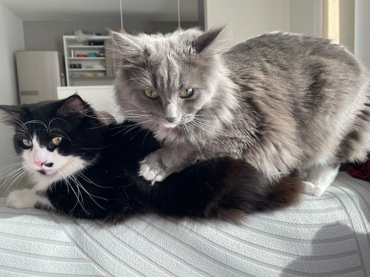 くっつくノルくん、ぬいくん