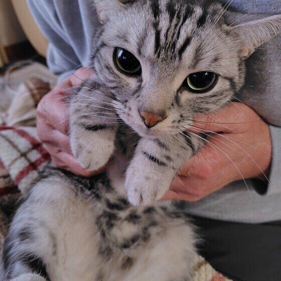 アメリカンショートヘアのボストンくん