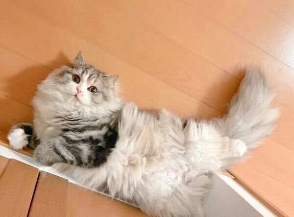 寝転がるねむちゃん