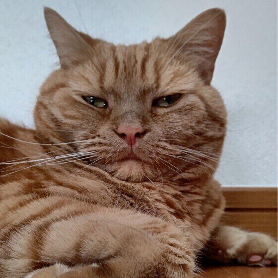 アメリカンショートヘアの龍太くん