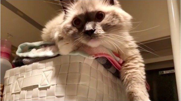 グーパーニャンコ