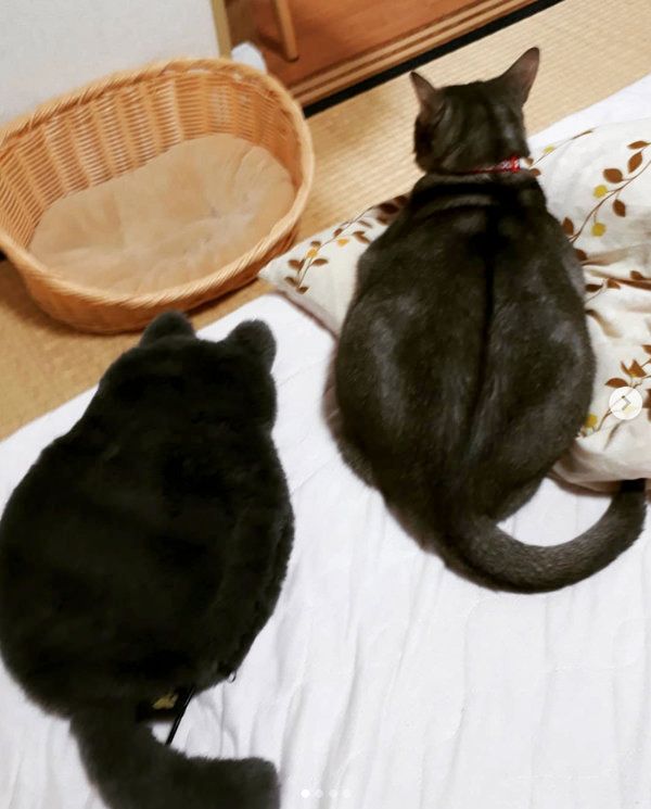 にゃんこぬくぬくブランケットと並ぶアビシニアンブルー