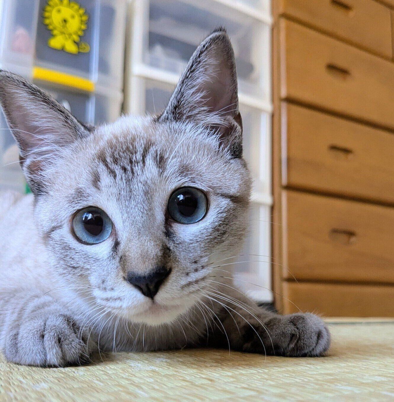 地元の名産品である「桃」から、「モモちゃん」と名付けられました（撮影時、生後推定4カ月）。