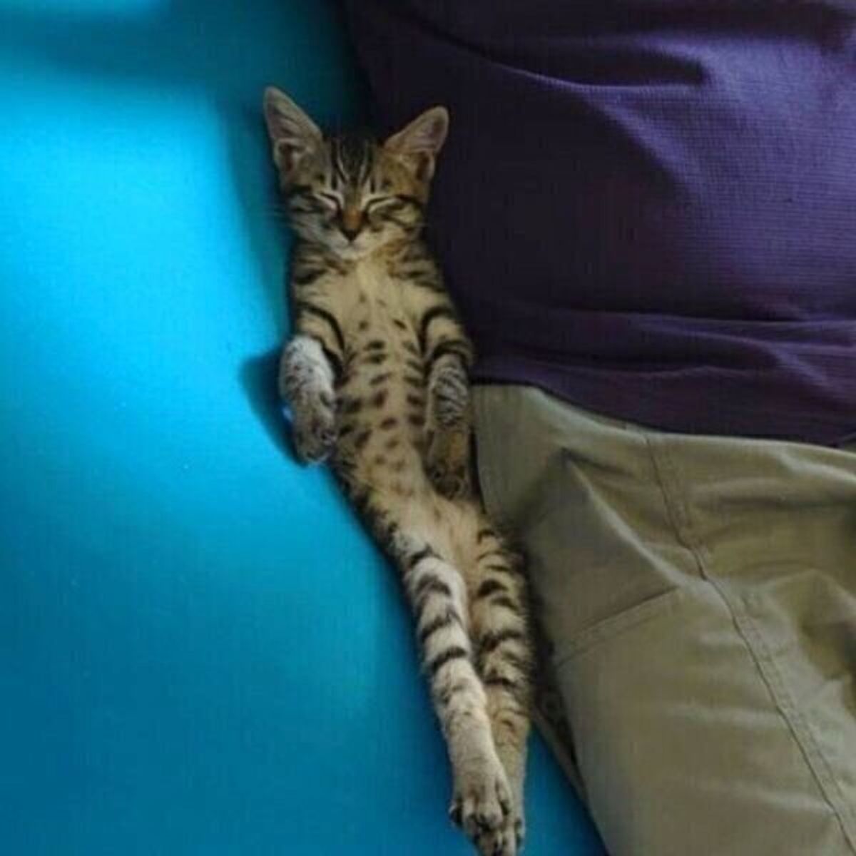 保護子猫の 完全に心を開ききっている姿 が話題 猫が心を開きたくなるのは どんな人 獣医師解説 ねこのきもちweb Magazine 保護子猫の 完全に心を開ききっている姿 が話題 猫が心を開きたくなるのは どんな人 獣医師解説 ねこのきもちweb Magazine