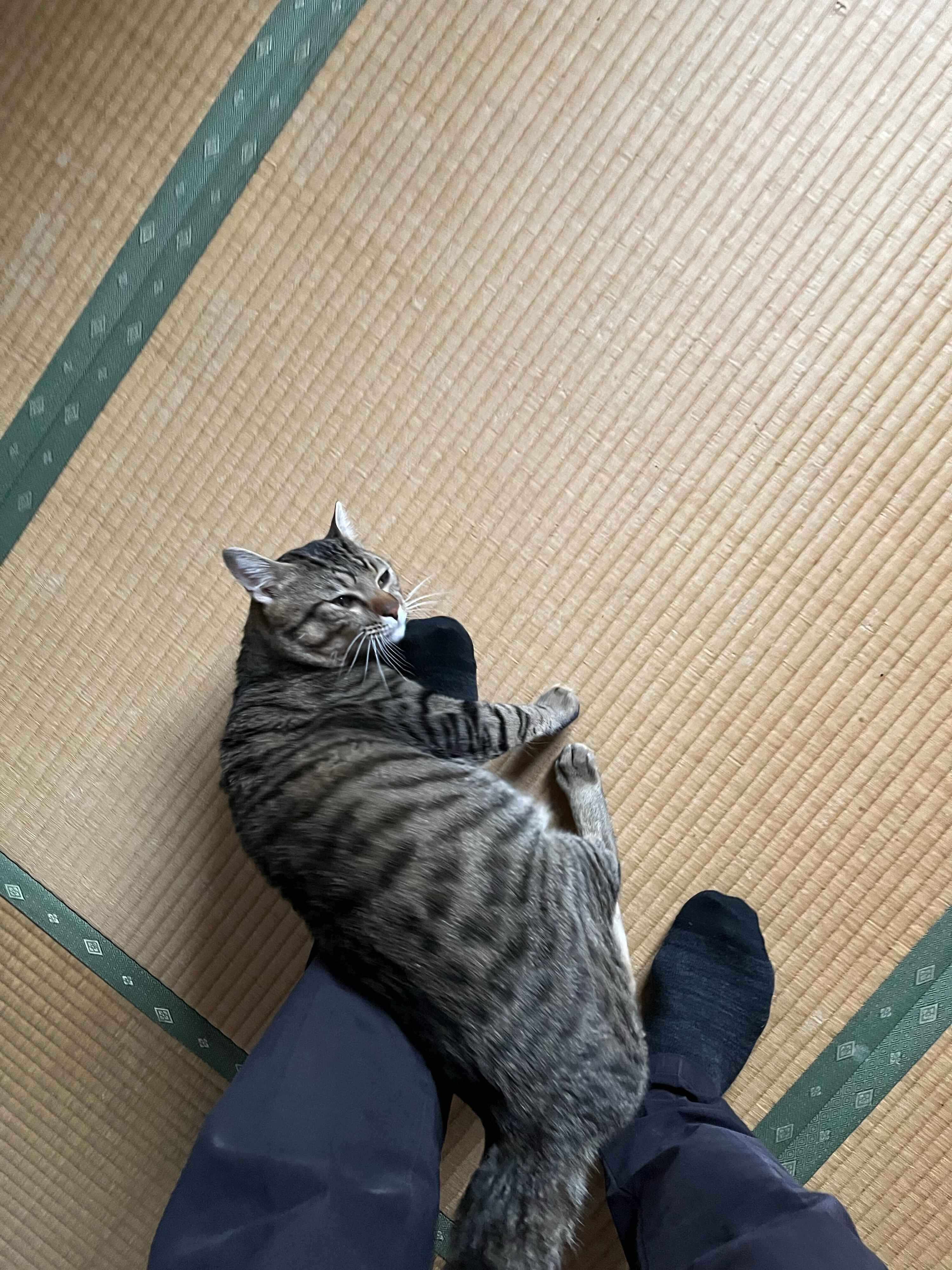 飼い主の足の上に乗っている猫