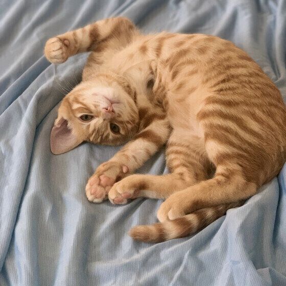 MIX茶トラのとらのすけくん