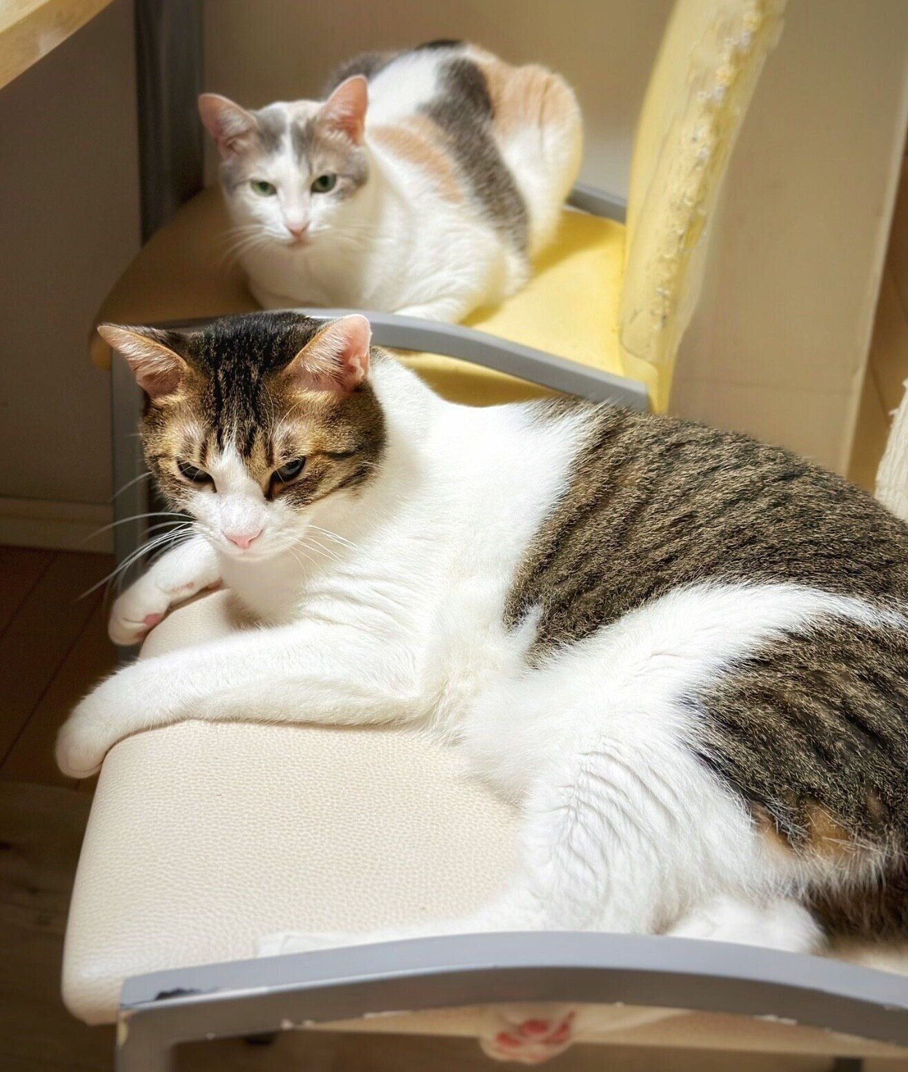 リビングの椅子を奪うくろみつくん、しらたまちゃん