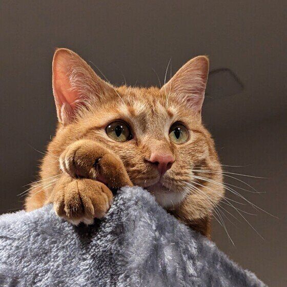 茶トラ猫の獅丸ちゃん