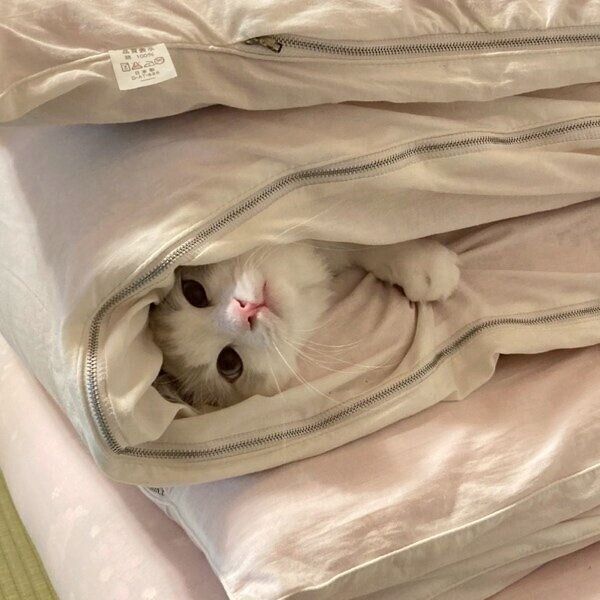 布団に挟まるランガくん