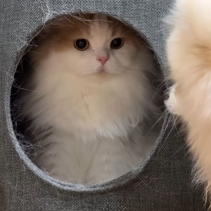 ポテチちゃんに見つめられるレモンちゃん