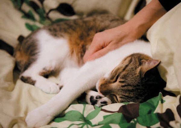 あなたと暮らす愛猫の世界には22の好きがあふれている