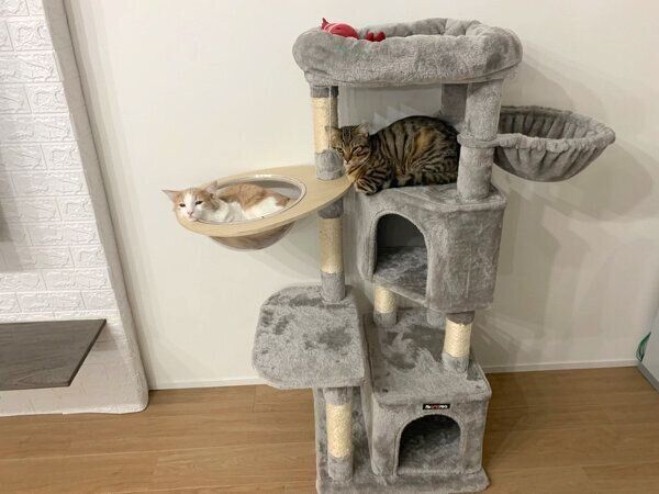 キャットタワーでくつろぐ博士くん、教授くん