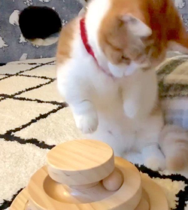 マンチカン立ちする茶太くん