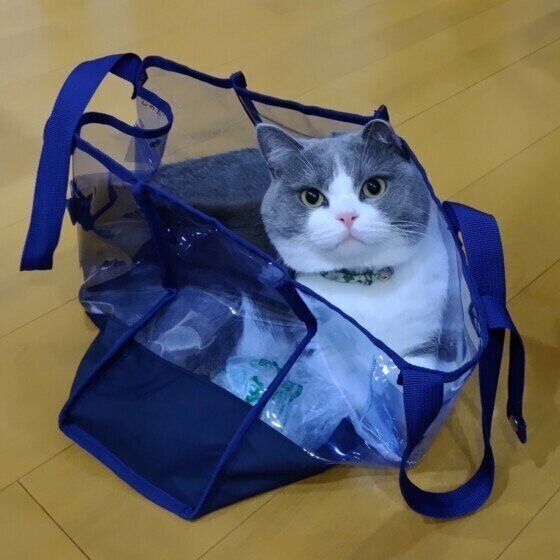 スコティッシュフォールドのランくん