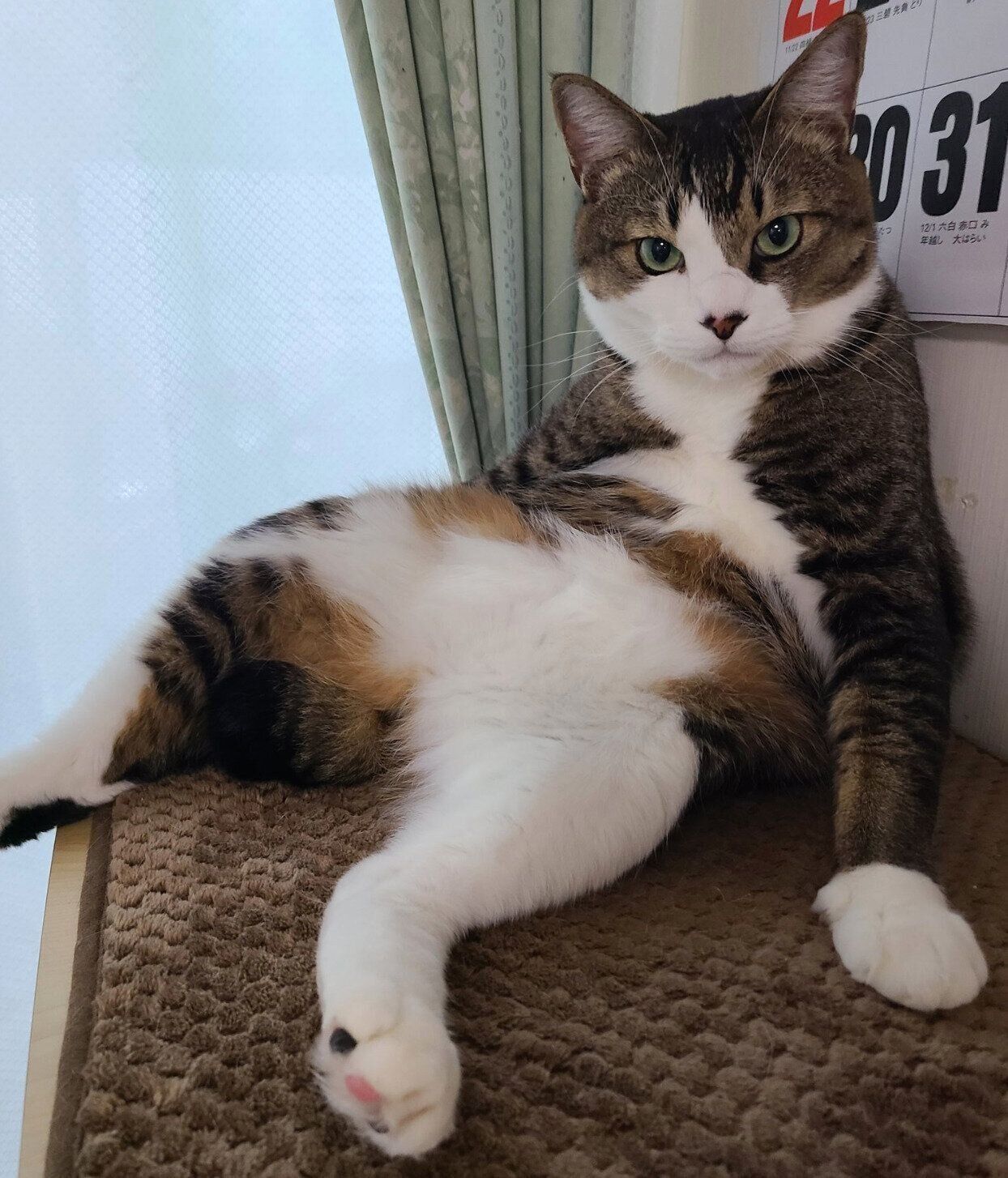 くつろぐあずきくん。