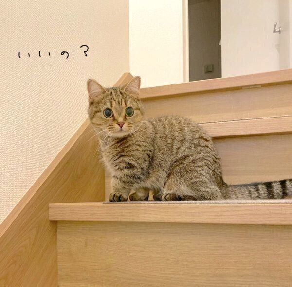 見つめるきなこちゃん