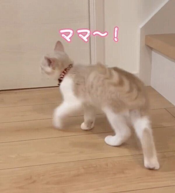 ママさんのことを探すなるとくん