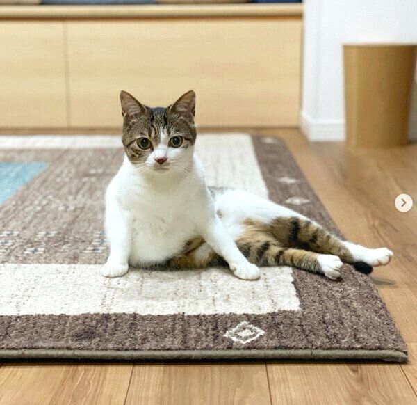 くつろぐあずきちゃん