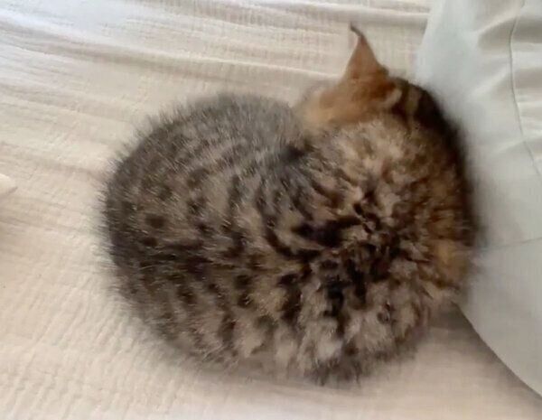 飼い主さんにくっついて眠るどんぐりくん