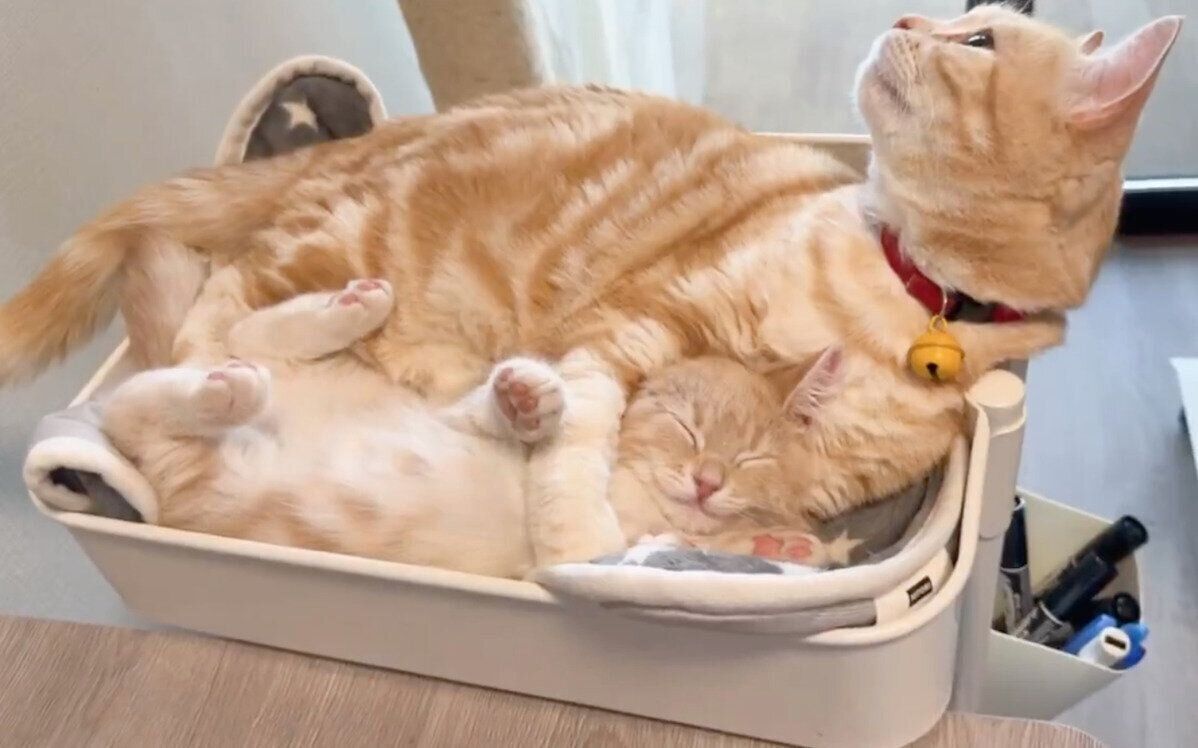 仲良しなポッケくんとミクくん