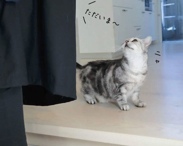 猫からのYESサインとは