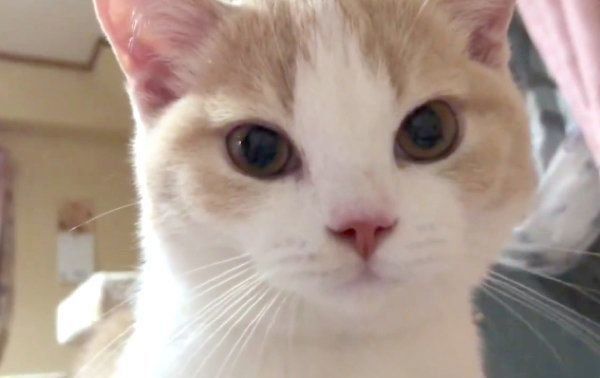 見つめるてんぷらちゃん