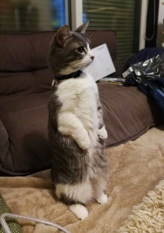 マンチカンのこてつくん