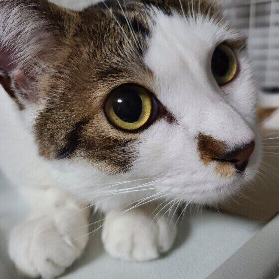 MIXキジトラのみゃーごくん