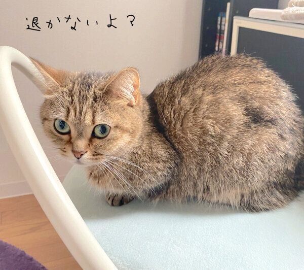 飼い主さんのイスを乗っ取るきなこちゃん