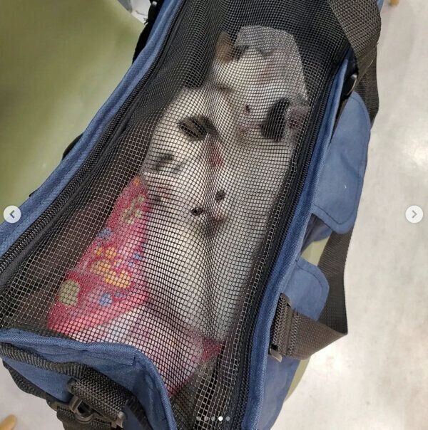 飼い主さんの家に向かう3匹