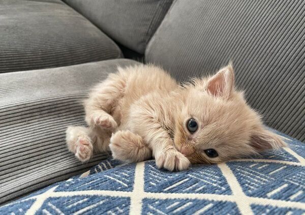 子猫のベルちゃん