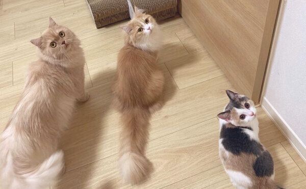 振り向くむぎくん、きぬちゃん、アラレちゃん