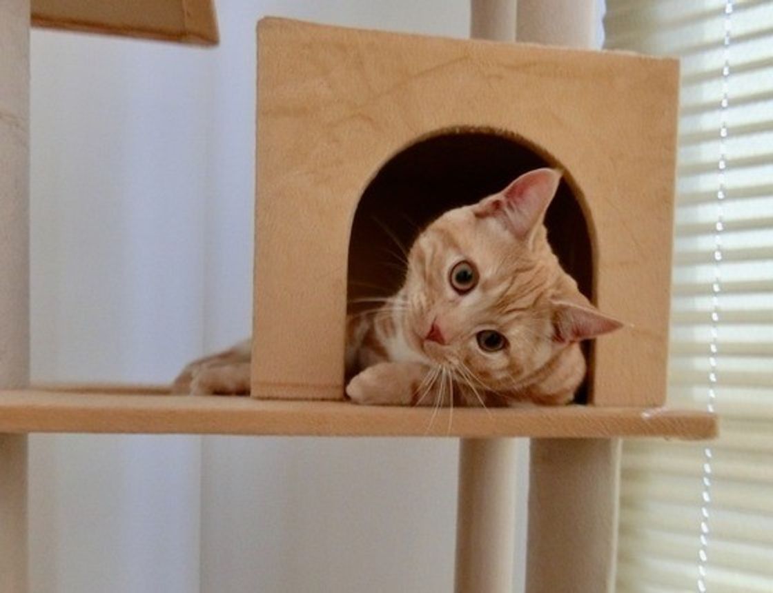 いつもと違う は要注意 猫の認知症の際立った5つの特徴とは ねこのきもちweb Magazine いつもと違う は要注意 猫の認知症の際立った5つの特徴とは ねこのきもちweb Magazine