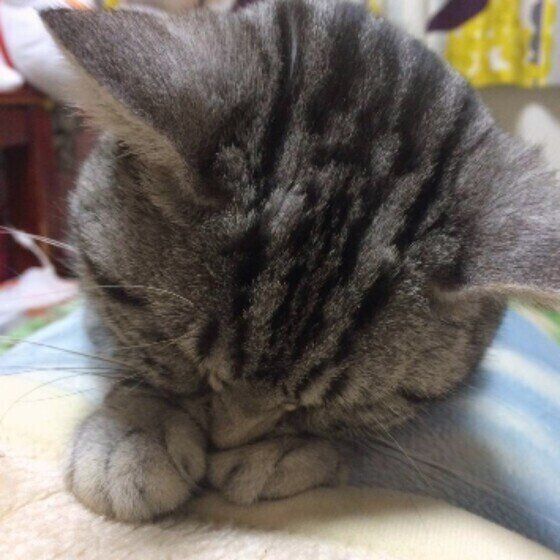 バナナ猫さん 確認用