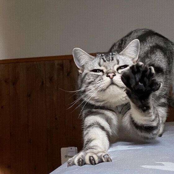 アメリカンショートヘアのまくりちゃん