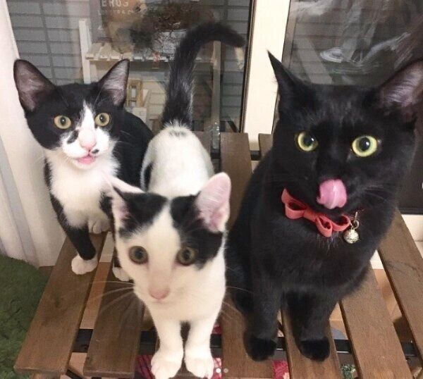 まだ小さかった頃の愛猫たち。