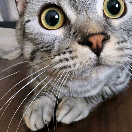 マンチカンのてんまるくん