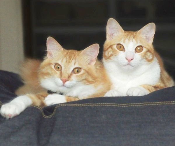 元保護猫・うりちゃんといくらちゃん