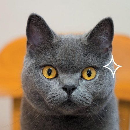 「ねこのきもち」2018年9月号