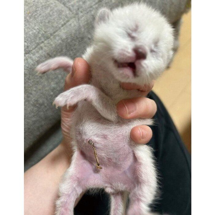 保護当時のゆりちゃん