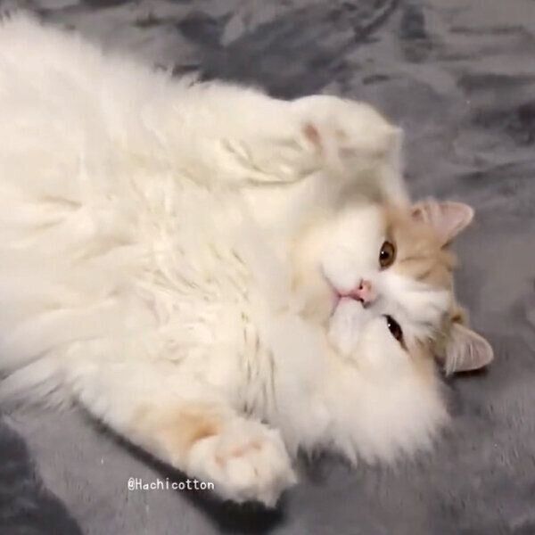 見つめるアポロくん