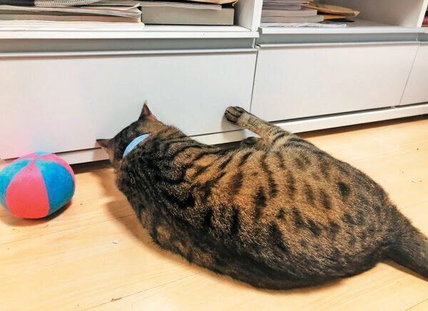 家具の下が気になる猫