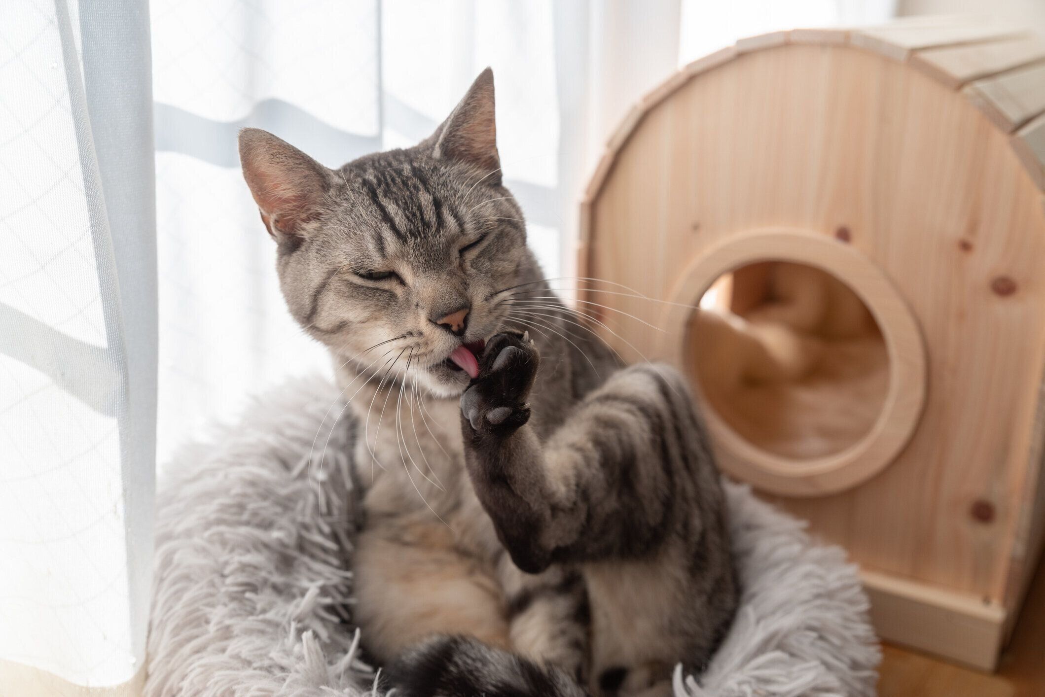 毛づくろい中の猫