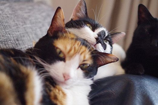 トーテムポールな猫たち