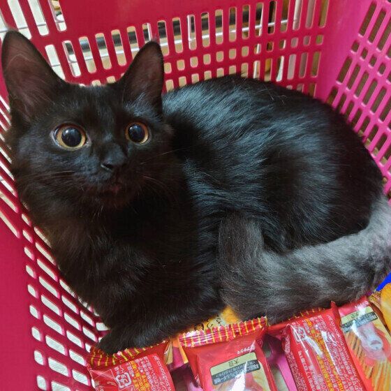 カゴに入る子猫