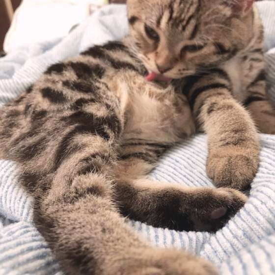 毛づくろいしているおちびちゃん