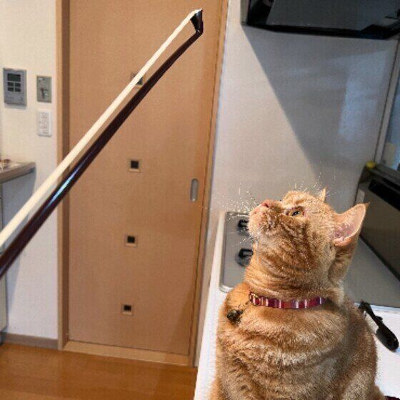 弓を見るこむぎ。くん（スコティッシュフォールド）