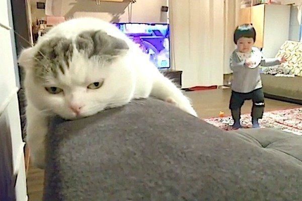 子どもとテンションのギャップがある猫